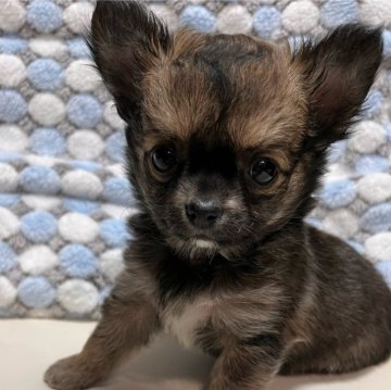 チワワ(ロング)【愛知県・男の子・2023年12月18日・フォーン系】の写真「とても小柄なひとりっ子です」