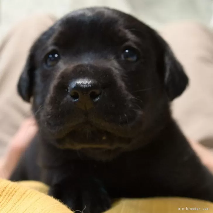 ID：2503-06850の子犬