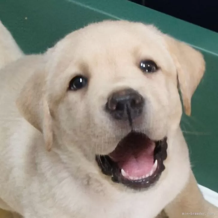 ID：2411-04810の子犬