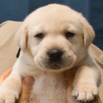 ラブラドールレトリバー【大分県・男の子・2025年2月19日・イエロー】の写真「骨格の素晴らしい色白のハンサムボーイ」