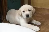 ラブラドールレトリバー【大分県・男の子・2024年10月9日・イエロー】の写真4