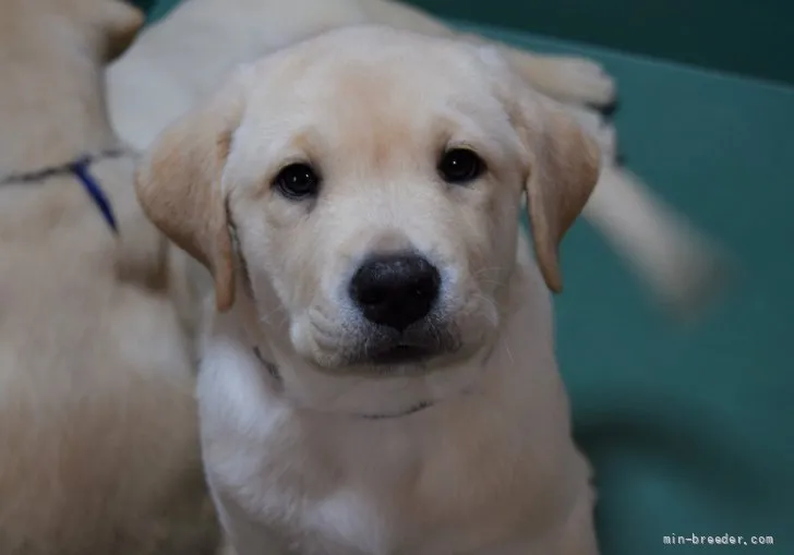 ID：2112-02178の子犬