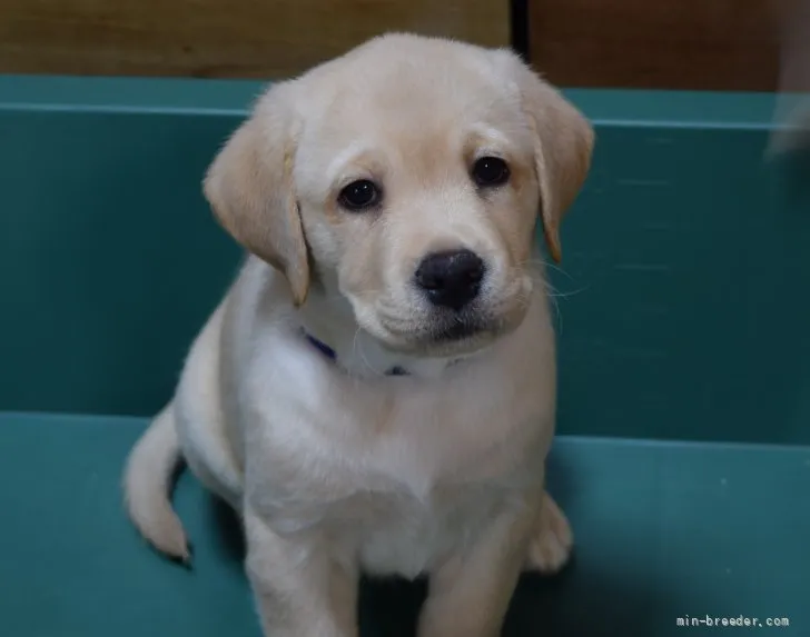 ID：2112-02205の子犬