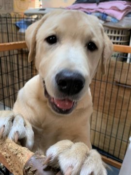 ラブラドールレトリバー【大分県・男の子・2021年10月26日・イエロー】の写真「チャンピオン血統の骨格よい好奇心旺盛な男の子」