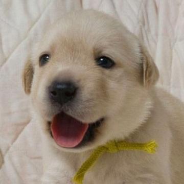 ラブラドールレトリバー【大分県・男の子・2022年8月27日・イエロー】の写真「チャンピオン犬の血統を継ぐ可愛い男の子」