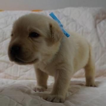 ラブラドールレトリバー【大分県・男の子・2021年8月27日・イエロー】の写真「チャンピオン犬の血統を継ぐ筋肉質の男の子」