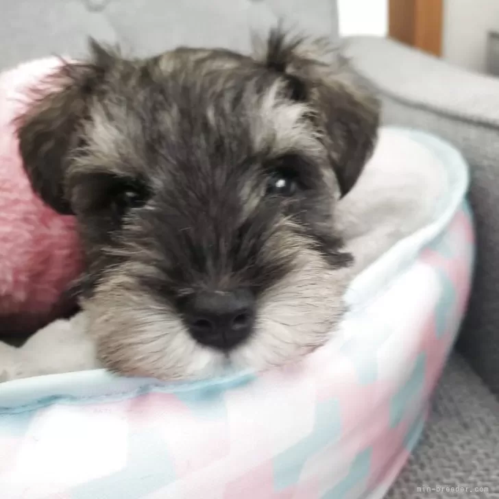 ID：2508-02746の子犬