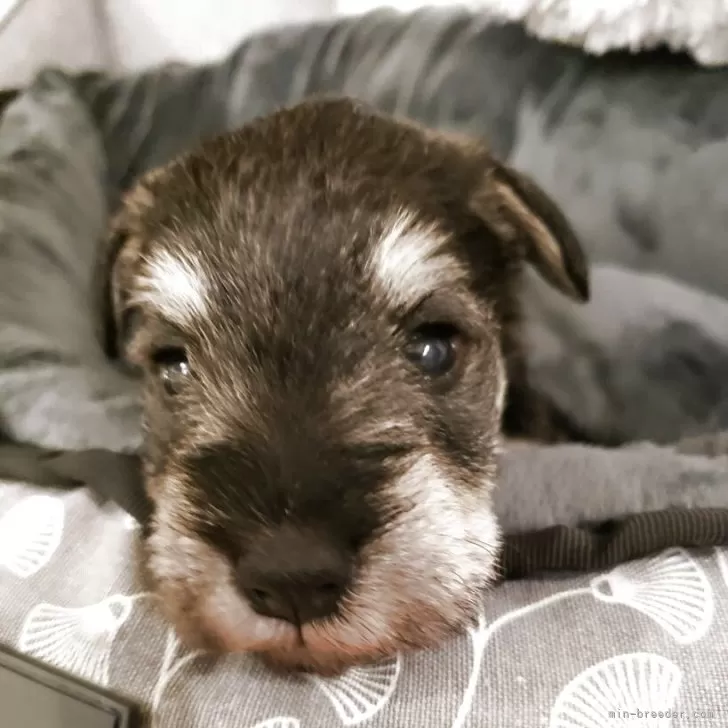 MOANA 様のお迎えした子犬