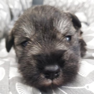 ミニチュアシュナウザー【岩手県・男の子・2026年2月18日・ソルト&ペッパー】の写真「可愛いお顔のソルト男の子」