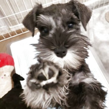 ミニチュアシュナウザー【岩手県・女の子・2025年8月1日・ソルト&ペッパー】の写真「人が大好きソルト女の子
優良血統です」