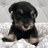 ミニチュアシュナウザー