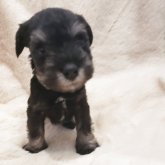 ミニチュアシュナウザー