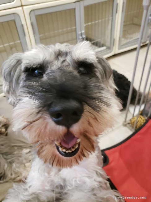 ミニチュアシュナウザー【・男の子・2019年12月8日・ソルト&amp;ペッパ―】「とてもかわいいヒカルくんですいい笑顔です」