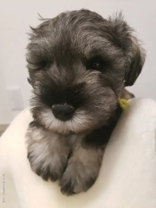 ID：2102-02383の子犬