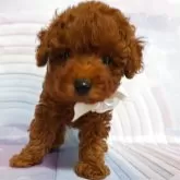 タイニープードル