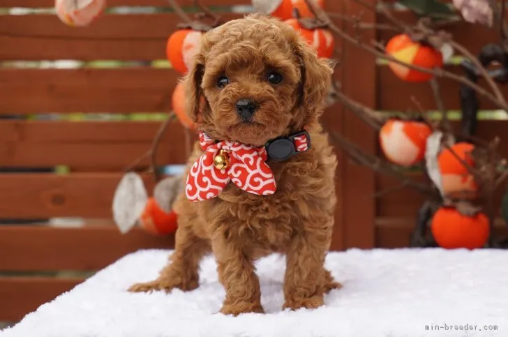 ID：1810-00610の子犬