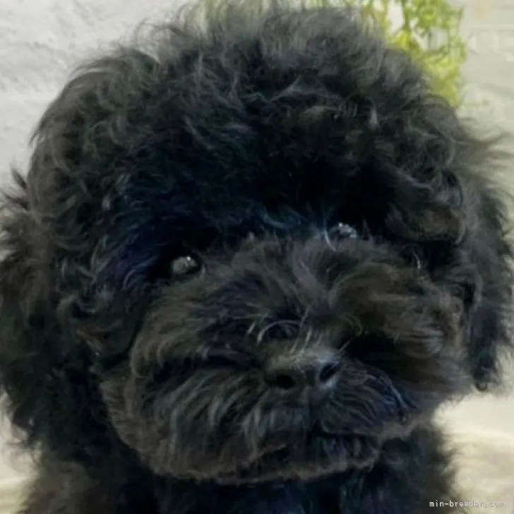 ID：2205-03341の子犬