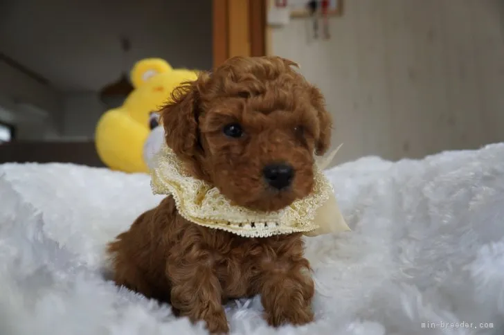 ID：1804-00278の子犬