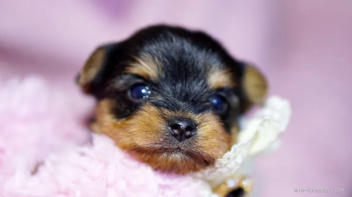 ID:1602-00797の子犬