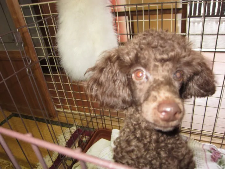 ID：1607-00133の子犬