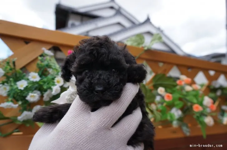 ID：1806-01143の子犬