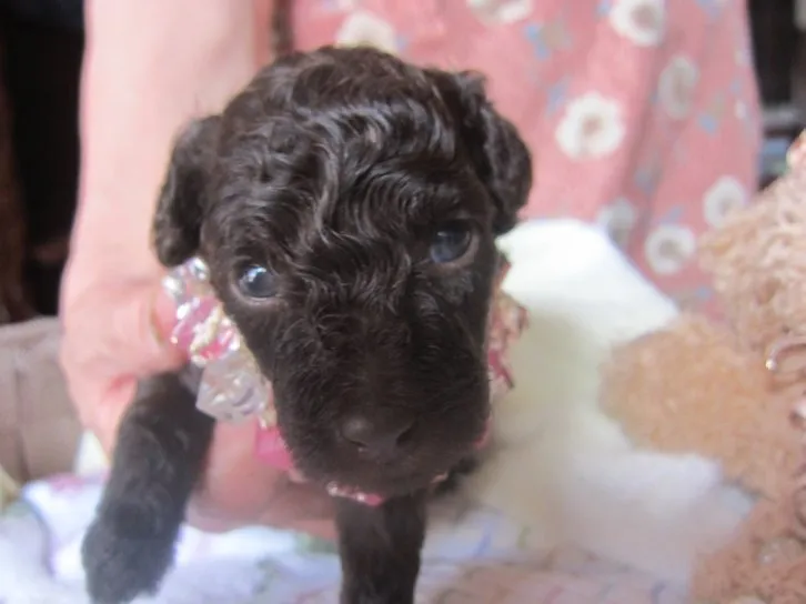 ID：1608-01317の子犬