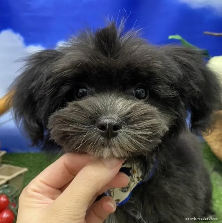 ID：2208-00930の子犬