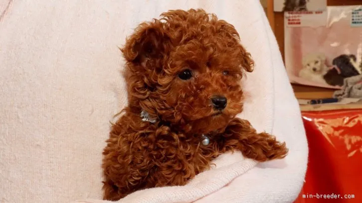 ID：1601-01647の子犬