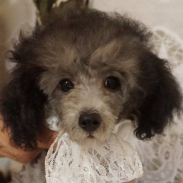 トイプードル(タイニー)【広島県・女の子・2024年4月22日・シルバー】の写真「毛量多めの　シルバーちゃん❣」