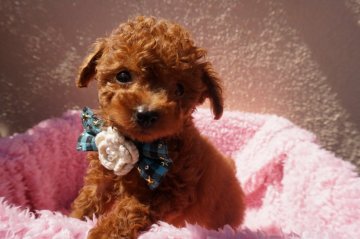 トイプードル(ティーカップ)【広島県・男の子・2020年2月20日・レッド】の写真「先祖代々ティカップ家系」