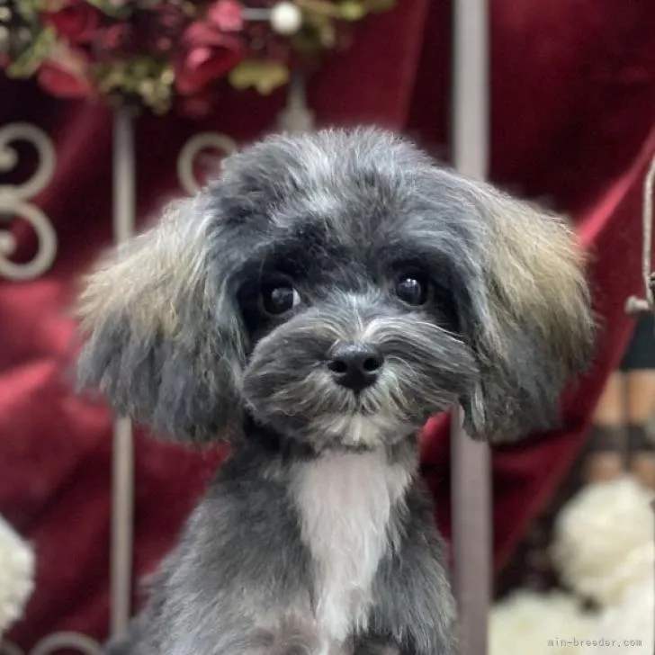 ID:2210-01190の子犬