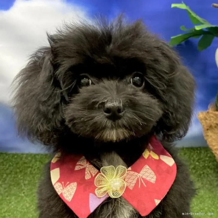 ID：2208-00924の子犬