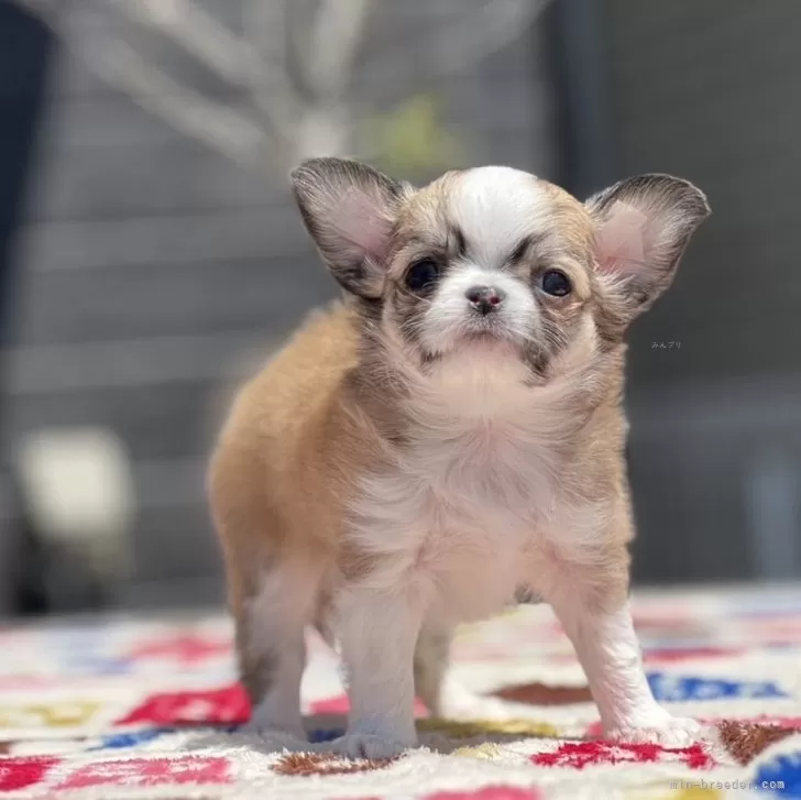 ID：2504-06169の子犬