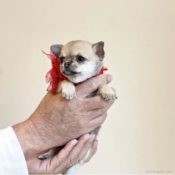 ID：2504-02370の子犬