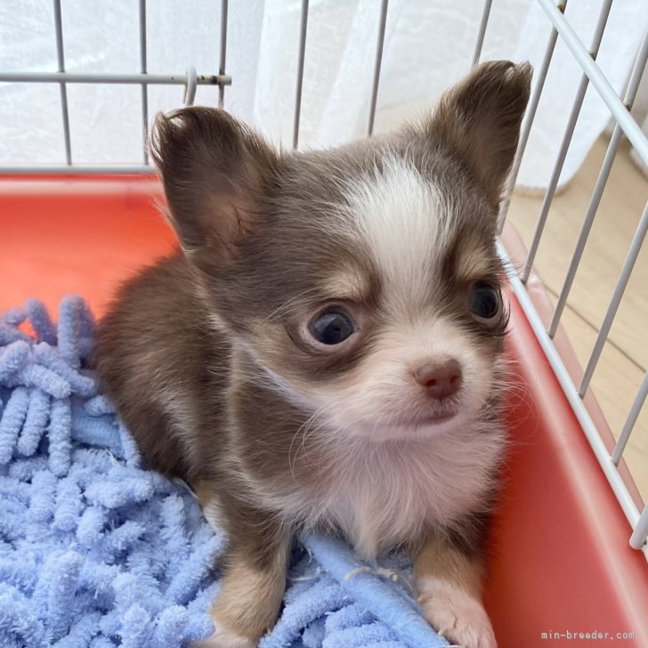 ブリーダー画像