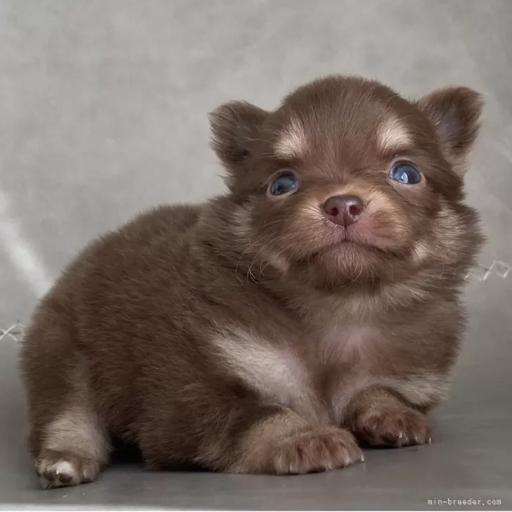 チワワ(ロング)【静岡県・女の子・2025年10月5日・チョコタン】の写真1