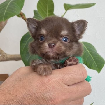 チワワ(ロング)【静岡県・男の子・2025年10月5日・チョコタン】の写真「🤍外人さんの様な綺麗な✨お目めの男の子🤍」