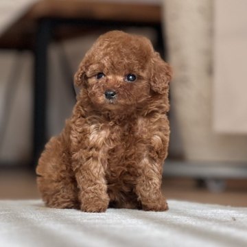 トイプードル(タイニー)【静岡県・女の子・2024年11月29日・レッド】の写真「🩷まん丸お目めの極小の女の子🩷」