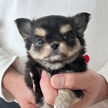 チワワ(ロング)【静岡県・女の子・2025年10月6日・ブラックタン】の写真「爆毛🩷ブラタン姫」