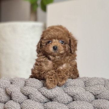 トイプードル(トイ)【静岡県・女の子・2025年1月14日・レッド】の写真「🩷マイペースな性格の女の子🩷」