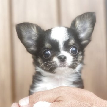 チワワ(ロング)【静岡県・男の子・2025年3月21日・ブラックタン&ホワイト】の写真「🩵派手めなカラーのイケワン🩵」