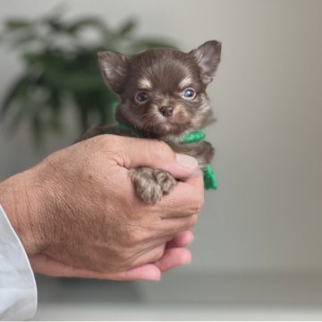 チワワ(ロング)【静岡県・男の子・2025年10月5日・チョコタン】の写真「🤍外人さんの様な綺麗な✨お目めの男の子🤍」