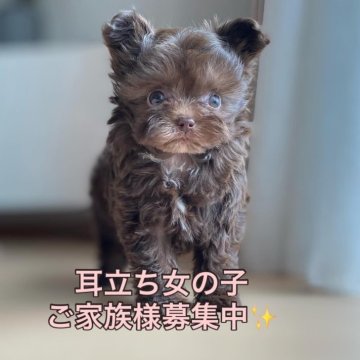チワプー(トイプードル×チワワ)【静岡県・女の子・2025年8月13日・🤎ブラウン🤎】の写真「激可愛い💋チワプーちゃん」