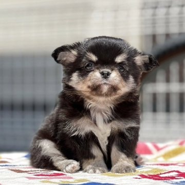 チワワ(ロング)【静岡県・女の子・2025年4月5日・ブラックタン】の写真「5月中の価格になります❣️」