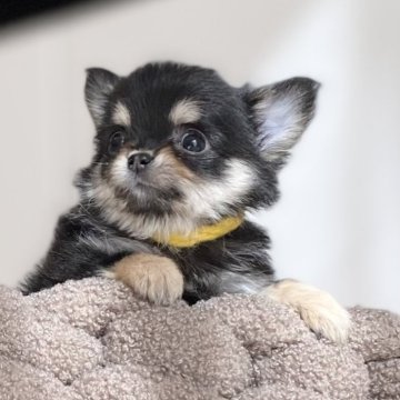 チワワ(ロング)【静岡県・女の子・2024年12月8日・ブラックタン】の写真「マイペースな女の子🩷」