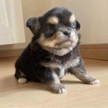 チワワ(ロング)【静岡県・女の子・2025年10月6日・ブラックタン】の写真「可愛い🩷女の子」