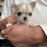 チワワ(スムース)