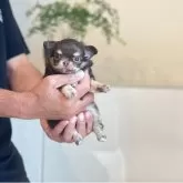 チワワ(ロング)