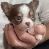 チワワ(ロング)【静岡県・男の子・2025年10月5日・チョコタン&ホワイト】の写真1