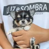 チワワ(ロング)